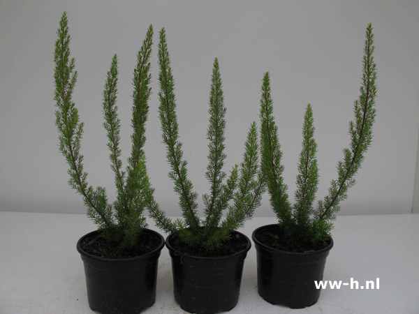 Erica arborea 'Alpina' pot 9cm 1,99 Erica arborea 'Alpina' pot 9cm 1,99
