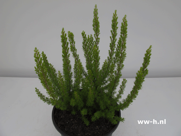 Erica arborea 'Alpina' pot 2L 4.99 Erica arborea 'Alpina' pot 2L 4.99