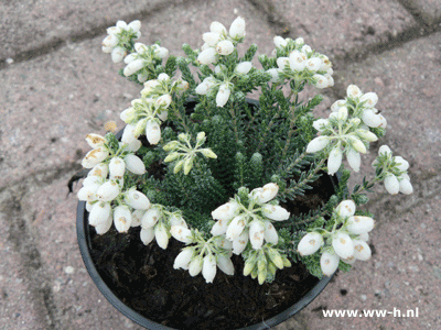 Erica tetralix silver bells 0,95 Erica tetralix silver bells 0,95