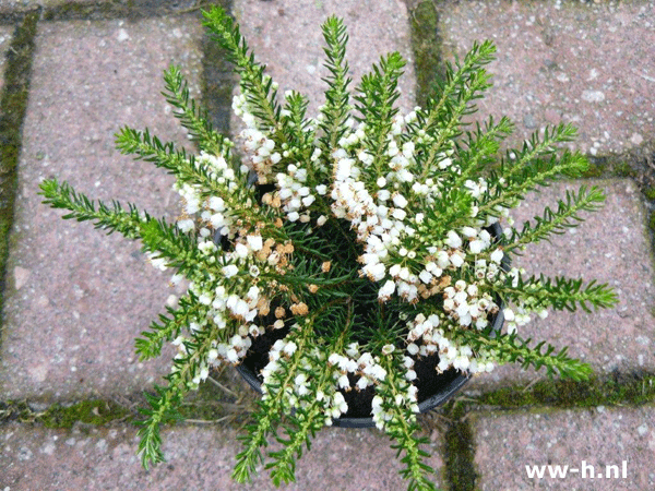 Erica vagans 'Alba' 0,95 Erica vagans 'Alba' 0,95