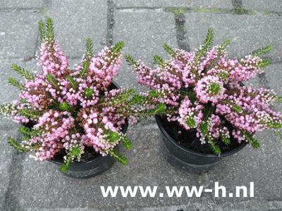 Erica vagans 'Pyrenees Pink' 0,95 Erica vagans 'Pyrenees Pink' 0,95