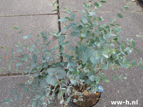 Eucalyptus gunnii v.a. 4,99 Eucalyptus gunnii v.a. 4,99