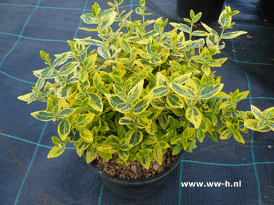 Euonymus bont 1,99 ; 2 voor 3,00 Euonymus bont 1,99 ; 2 voor 3,00