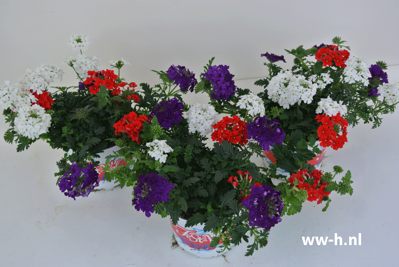 Festival gemengde plantjes 2,50 ; volle doos 8 a 2,00 = 16,00 Festival gemengde plantjes 2,50 ; volle doos 8 a 2,00 = 16,00