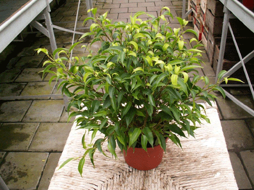 Ficus benjamina 'Natasja' - Klik op de afbeelding om het venster te sluiten