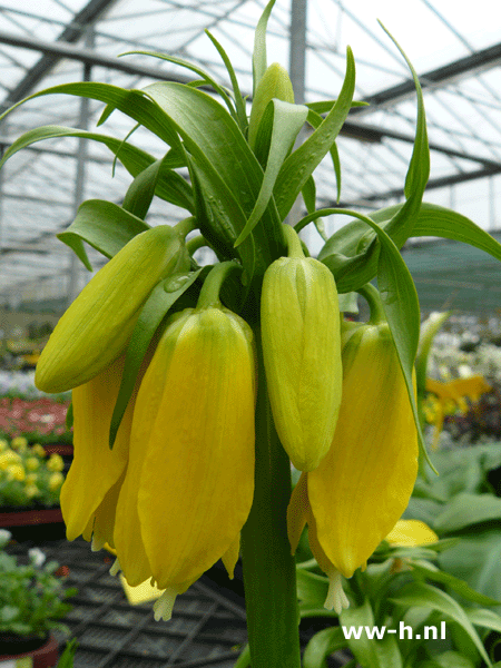 Fritillaria imperialis Geel Keizerskroon 3.50 rood 3,00 Fritillaria imperialis Geel Keizerskroon 3.50 rood 3,00