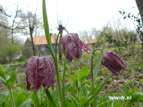 Fritillaria meleagris Kievitsboem v.a. 0,15 Fritillaria meleagris Kievitsboem v.a. 0,15