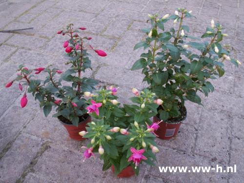 Fuchsia staand 1,50 ; 3 voor 3,75 Fuchsia staand 1,50 ; 3 voor 3,75