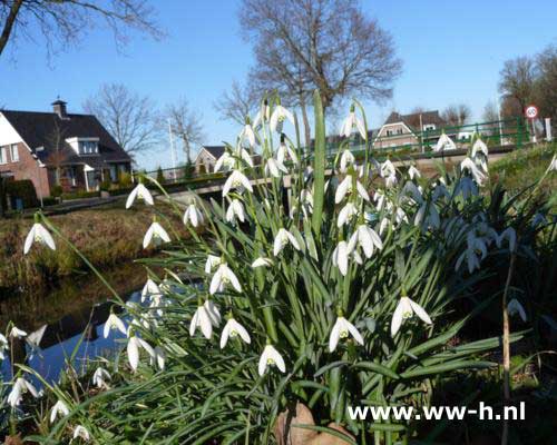 Galanthus nivalis Sneeuwklokje v.a. 0,25 Galanthus nivalis Sneeuwklokje v.a. 0,25