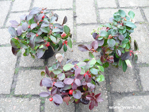 Gaultheria procumbens 1,99 ; 3 voor 5,00 Gaultheria procumbens 1,99 ; 3 voor 5,00