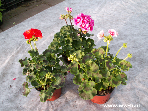 Geranium opgaand 1,75 : 3 voor 4,50 Geranium opgaand 1,75 : 3 voor 4,50