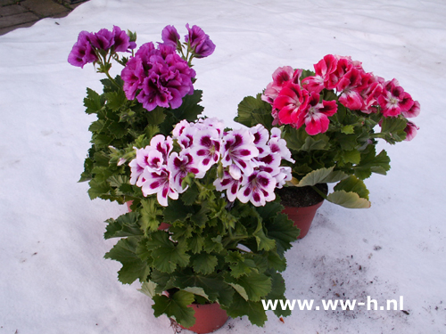 Franse geranium 2,99 : 2 voor 5,00 Franse geranium 2,99 : 2 voor 5,00