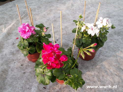 Hang geranium 1,75 : 3 voor 4,50 Hang geranium 1,75 : 3 voor 4,50