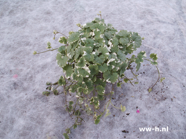 Glechoma hederacea v.a. 1,50 ; 3 voor 3,75 Glechoma hederacea v.a. 1,50 ; 3 voor 3,75