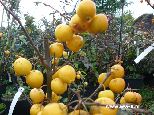 Malus 'Golden Hornett' Sierappel Malus 'Golden Hornett' Sierappel