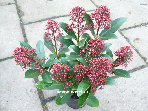Skimmia jap. 'Rubella' en andere soorten v.a. 2,99 Skimmia jap. 'Rubella' en andere soorten v.a. 2,99