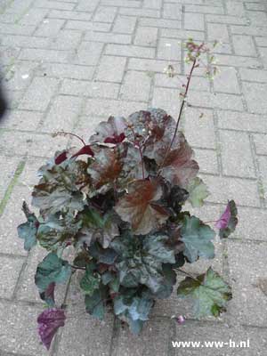 Heuchera Palace Purple 2,99 Heuchera Palace Purple 2,99