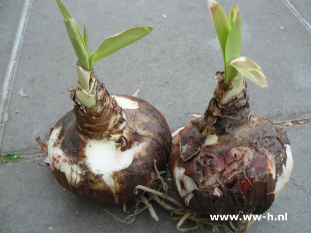 Hippeastrum Amaryllis rood 5,99 Hippeastrum Amaryllis rood 5,99