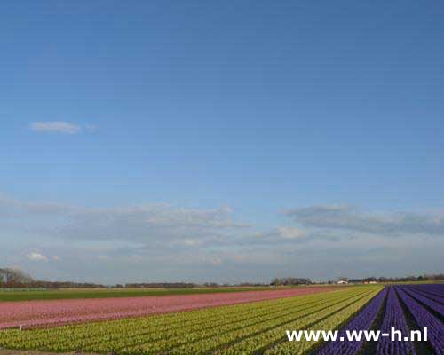 Hyacinthus in rose wit en blauw v.a. 0,45 Hyacinthus in rose wit en blauw v.a. 0,45