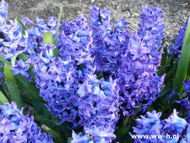 Hyacinthus blauw 0,45 Hyacinthus blauw 0,45