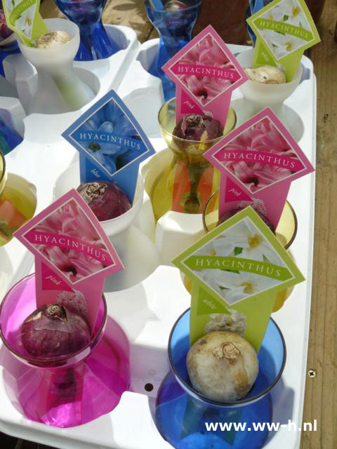 Hyacinthus op glas 2.99 Hyacinthus op glas 2.99