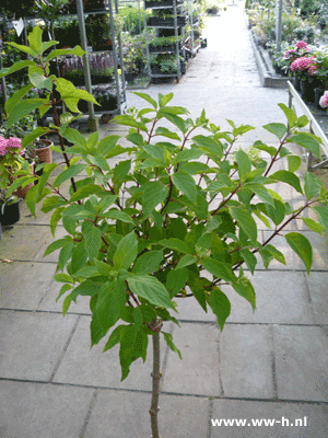 Hydrangea paniculata 'Phantom' Stam 19,99 grote plant Hydrangea paniculata 'Phantom' Stam 19,99 grote plant