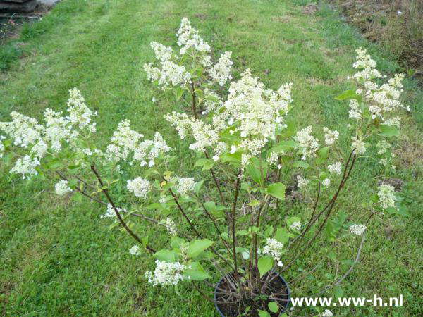 Hydrangea paniculata in soorten Hydrangea paniculata in soorten