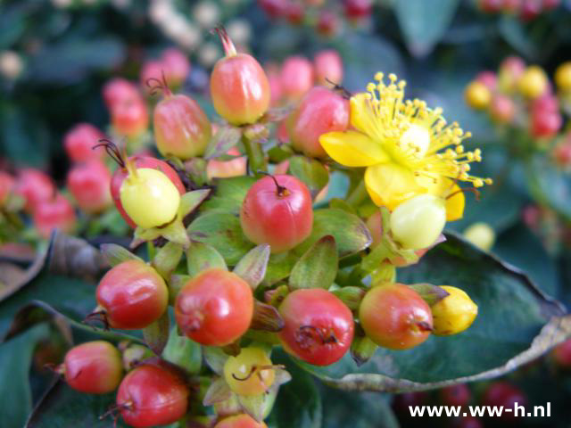 Hypericum besdragende Hertshooi soorten pot 2 liter 2.99 Hypericum besdragende Hertshooi soorten pot 2 liter 2.99