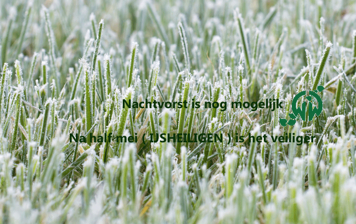 A Het is nog vroeg, nachtvorst is nog mogelijk A Het is nog vroeg, nachtvorst is nog mogelijk