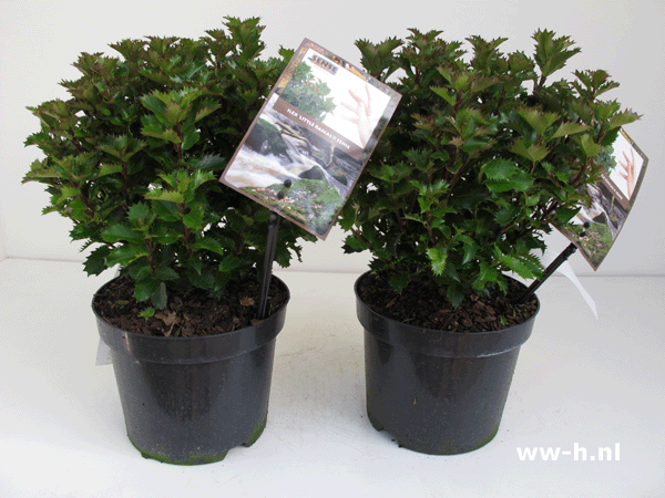 Ilex 'Little Rascal' Hulst Bolvormige groeiwijze 5.99 Ilex 'Little Rascal' Hulst Bolvormige groeiwijze 5.99