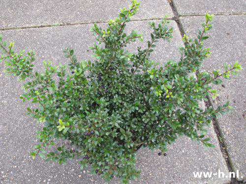 Ilex crenata 'Stokes' Pot v.a. 5,99 Ilex crenata 'Stokes' Pot v.a. 5,99
