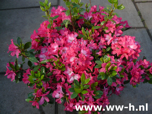 Japanse azalea in soorten Japanse azalea in soorten