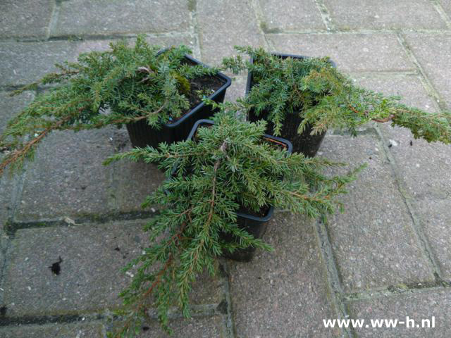 Juniperus communis 'Green Carpet' p9 1.25 Juniperus communis 'Green Carpet' p9 1.25