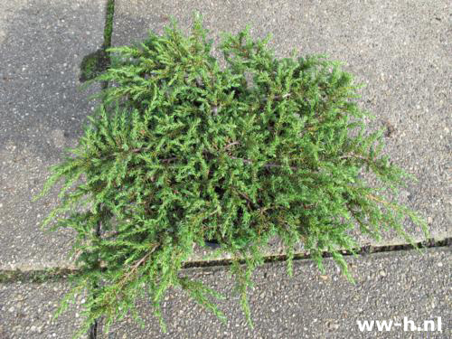 Juniperus communis 'Green Carpet' - Klik op de afbeelding om het venster te sluiten