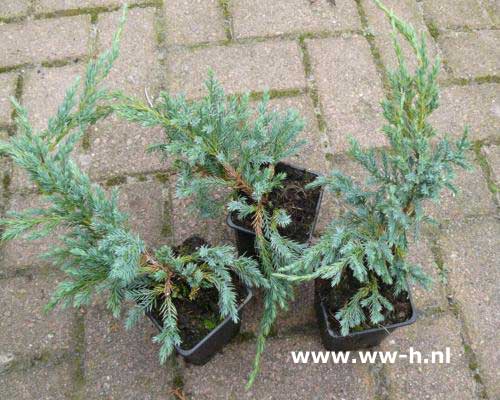 Juniperus squamata 'Blue Carpet' pot 9 cm 1,25 Juniperus squamata 'Blue Carpet' pot 9 cm 1,25