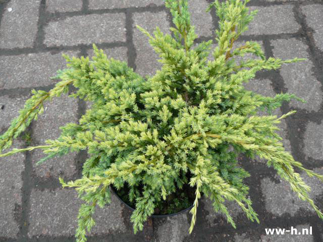 Juniperus squamata 'Holger' 4,75 - Klik op de afbeelding om het venster te sluiten