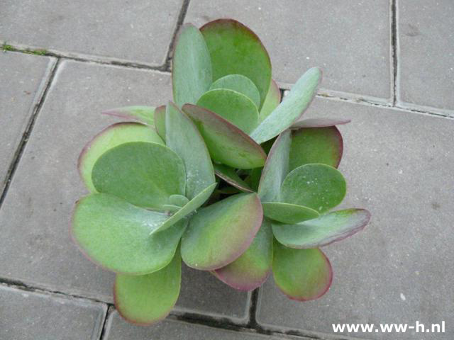 Kalanchoe thyrsiflora Desert rose . 2.99 Kalanchoe thyrsiflora Desert rose . 2.99