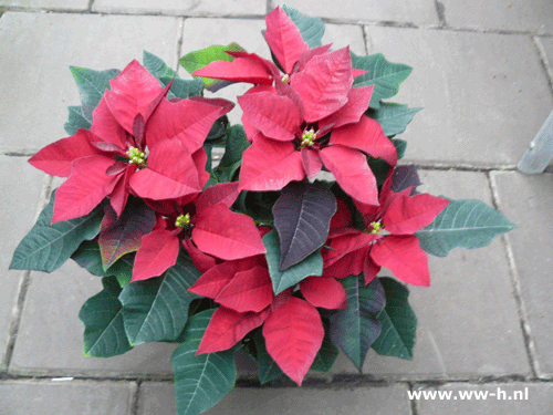 Kerstster rood 2,99 Kerstster rood 2,99