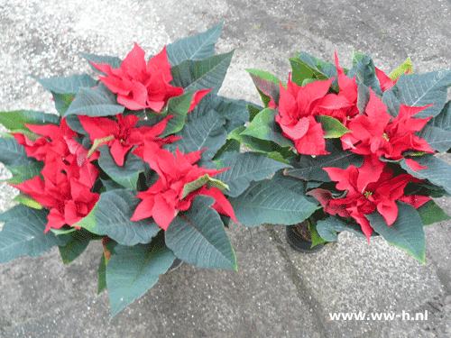 Kerstster rood 2,99 Kerstster rood 2,99