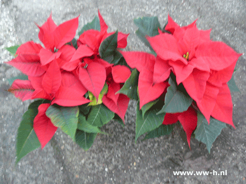 Kerstster midi 1,99 Kerstster midi 1,99