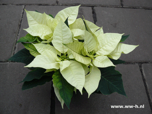 Kerstster wit 2,99 Kerstster wit 2,99