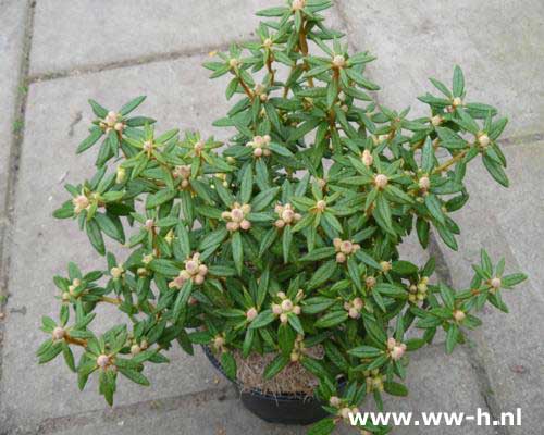 Ledum groenlandicum 'Helma' Ledum groenlandicum 'Helma'