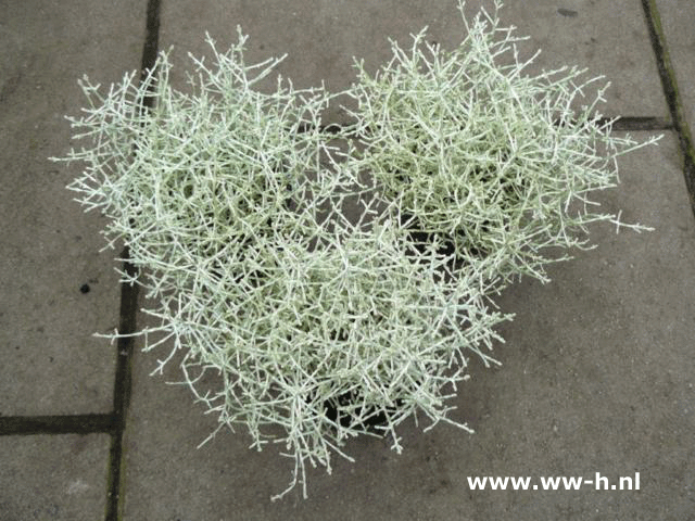 Leucophyta brownii 'Silver Macho' 0,99 ; 3 voor 2,50 Leucophyta brownii 'Silver Macho' 0,99 ; 3 voor 2,50