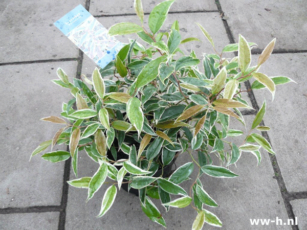 Leucothoe 'Whitewater' 4,99 Leucothoe 'Whitewater' 4,99