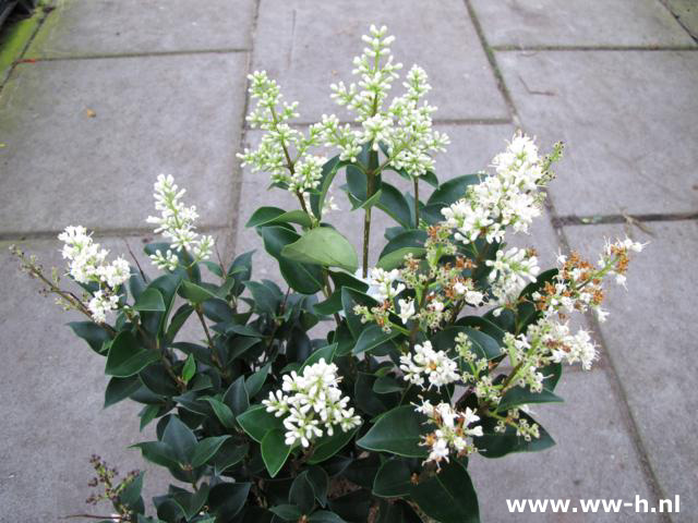 Ligustrum japonicum 'Korean Dwarf' 4.75 Ligustrum japonicum 'Korean Dwarf' 4.75