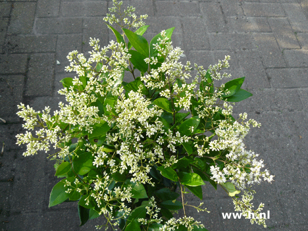 Ligustrum japonicum 'Texanum' 5 liter pot v.a. 7,50 Ligustrum japonicum 'Texanum' 5 liter pot v.a. 7,50
