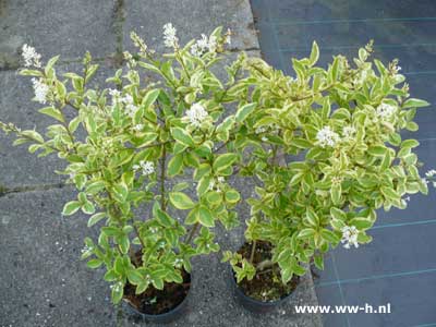 Ligustrum oval. 'Aureum' v.a. 2,99 Ligustrum oval. 'Aureum' v.a. 2,99