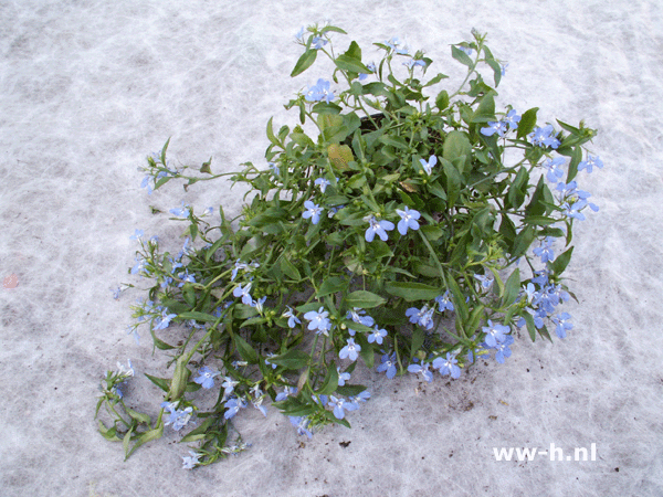 Lobelia erinus blauw v.a. 1,50 ; 3 voor 3,75 Lobelia erinus blauw v.a. 1,50 ; 3 voor 3,75