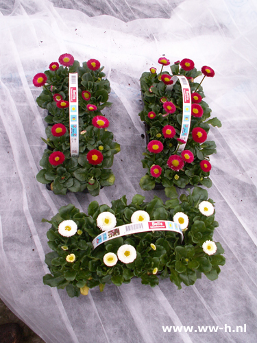 Madeliefjes 10 in tray 1.99 ; 3 tray 5,00 Madeliefjes 10 in tray 1.99 ; 3 tray 5,00