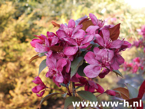 Malus 'Lizet'en ander soorten Malus 'Lizet'en ander soorten